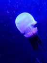 The Sea Life London Aquarium: Jellyfish Royalty Free Stock Photo