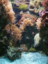 Sea life. Moray eel and shrimps. Royalty Free Stock Photo