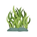 sea life seaweed illustration