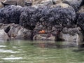 Sea life, Star Fish, Anemone, Mussels and Kelp on the rocks of a Tide Pool on a Beach along the Oregon coast