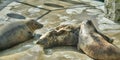 Three seals just lying around