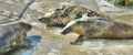 Three seals at the poolside