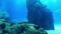 Sea life - Underwater - 4K 30p