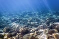 Sea Life Underwater rocks Sunlight, Underwater Life.