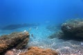 Sea Life Underwater Rocks Sunlight, Underwater Life