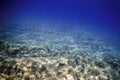 Sea Life Underwater Rocky Seabed Royalty Free Stock Photo