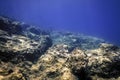 Sea Life Underwater Rocky Seabed Royalty Free Stock Photo