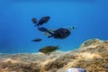 Sea Life, Underwater Scene Sunlight, fish Underwater Life Royalty Free Stock Photo