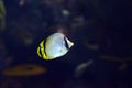 Sea life Vagabond Butterfly fish Chaetodon vagabundus inside aquarium Royalty Free Stock Photo