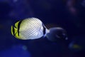 Sea life Vagabond Butterfly fish Chaetodon vagabundus inside aquarium Royalty Free Stock Photo