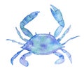 Sea life. watercolor crab