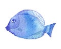 Sea life. watercolor marine fish