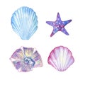 Sea life. watercolor seashells