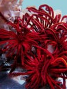 Sea Lily red