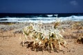 Sea lily - white flower on the sea coast on the island of Crete Royalty Free Stock Photo