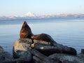 Sea lion