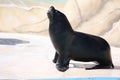 Sea lion Royalty Free Stock Photo