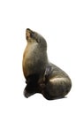 Sea lion