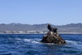 Sea Lion Royalty Free Stock Photo