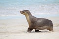 Sea lion Royalty Free Stock Photo