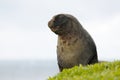 Sea Lion Royalty Free Stock Photo