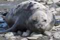Giant Elephant Seal in Antarctica
