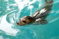 Sea lion Royalty Free Stock Photo