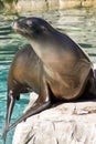 Sea Lion Royalty Free Stock Photo