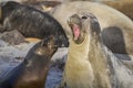 Sea Lion abducting a Southern Elephant Seal pup in the Falkland Islands