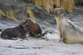 Sea Lion abducting a Southern Elephant Seal pup in the Falkland Islands