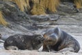 Sea Lion abducting a Southern Elephant Seal pup in the Falkland Islands