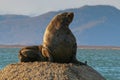 Sea lion in Avacha bay Royalty Free Stock Photo