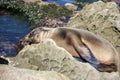 Sea Lion baby - puppy seal - on the beach, La Jolla, California. Royalty Free Stock Photo