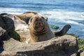 Sea Lion baby seal - puppy on the beach, La Jolla, California. Royalty Free Stock Photo