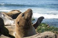 Sea Lion baby seal - puppy on the beach, La Jolla, California. Royalty Free Stock Photo