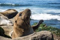 Sea Lion baby seal - puppy on the beach, La Jolla, California. Royalty Free Stock Photo