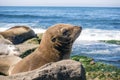 Sea Lion baby seal - puppy on the beach, La Jolla, California. Royalty Free Stock Photo