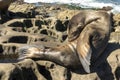 Sea Lion baby seal - puppy sleeping on the beach, La Jolla, California. Royalty Free Stock Photo