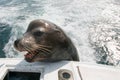 Sea Lion on the back of charter fishing boat begging for bait fish in Cabo San Lucas Baja Mexico Royalty Free Stock Photo