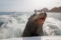 Sea Lion on the back of charter fishing boat begging for bait fish in Cabo San Lucas Baja Mexico Royalty Free Stock Photo