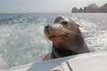 Sea Lion on the back of charter fishing boat begging for bait fish in Cabo San Lucas Baja Mexico Royalty Free Stock Photo