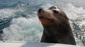 Sea Lion on the back of charter fishing boat begging for bait fish in Cabo San Lucas Baja Mexico Royalty Free Stock Photo