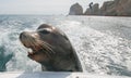 Sea Lion on the back of charter fishing boat begging for bait fish in Cabo San Lucas Baja Mexico Royalty Free Stock Photo