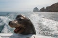 Sea Lion on the back of charter fishing boat begging for bait fish in Cabo San Lucas Baja Mexico Royalty Free Stock Photo