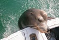 Sea Lion on the back of charter fishing boat begging for bait fish in Cabo San Lucas Baja Mexico Royalty Free Stock Photo