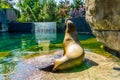 Sea lion from the back with zoo visitors watching and photographing, Blijdorp animal zoo, Rotterdam, The Netherlands, june 22,