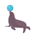 Sea lion with a ball, circus icon flat style, isolated on white background. Vector illustration. Royalty Free Stock Photo