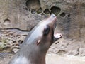 Sea Lion barking up close Royalty Free Stock Photo