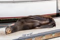 A sea lion basking on the docks at Marina del Ray California on February 4th 2023 Royalty Free Stock Photo