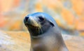 Seal or sea lion Royalty Free Stock Photo
